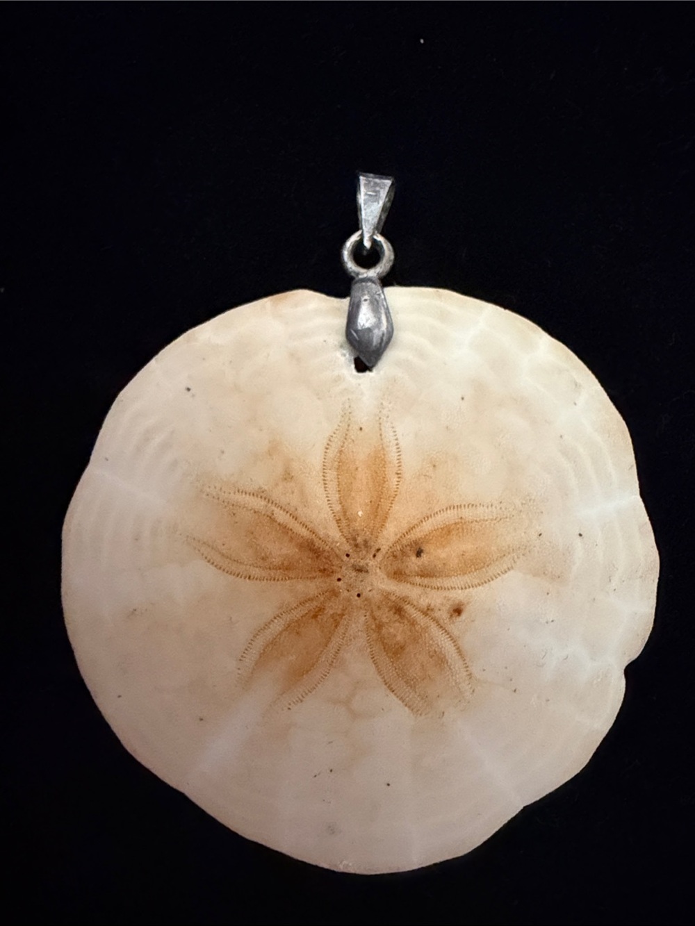Vintage exotic tropical Sand Dollar exoskeleton pendant with silver bail